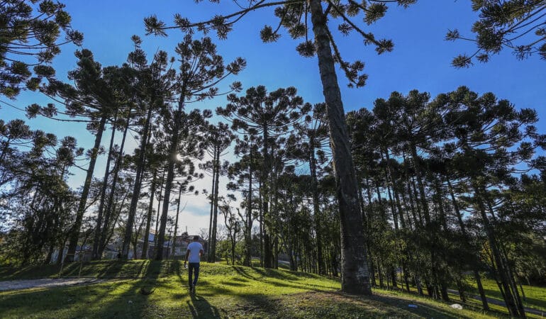 Projeto de lei corrige erro de compensação ambiental em Curitiba