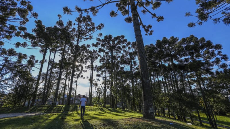 Projeto de lei corrige erro de compensação ambiental em Curitiba
