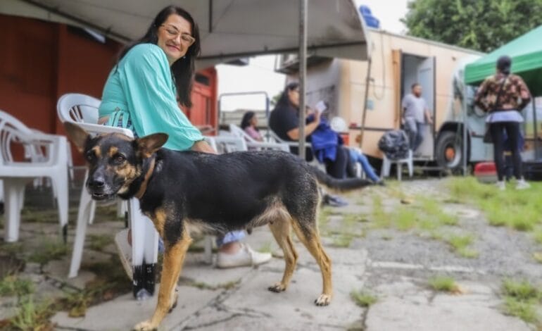 Saiba as datas dos primeiros mutirões de castração gratuita de cães e gatos da Prefeitura